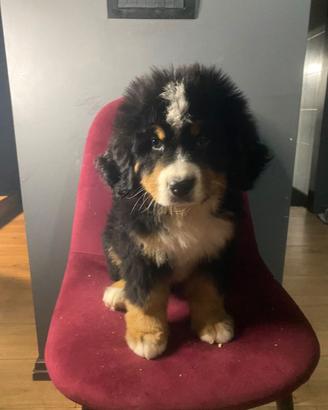 Bovaro del bernese
