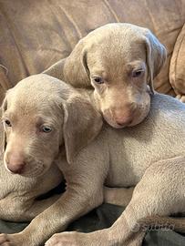 Nati il 25:06/26 sette Cuccioli weimaraner