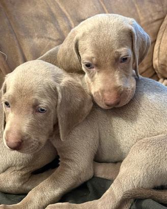 Nati il 25:06/26 sette Cuccioli weimaraner