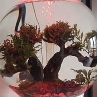 Acquario  Biorb 30 litri completo 