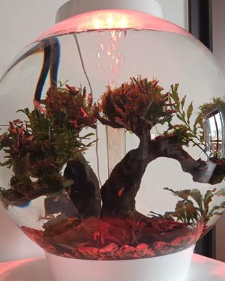 Acquario  Biorb 30 litri completo 