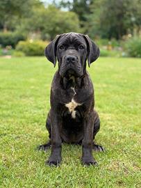 Cuccioli di Cane Corso 
