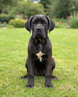 Cuccioli di Cane Corso 
