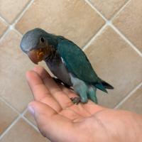 Parrocchetti monaci pappagalli pulli imbecco