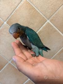 Parrocchetti monaci pappagalli pulli imbecco