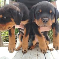 Cuccioli di Rottweiler