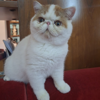 Exotic shorthair