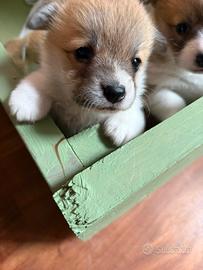 Cucciole Corgi