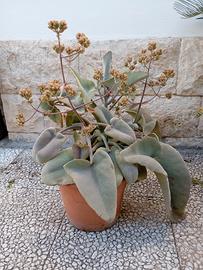 pianta orecchio di elefante