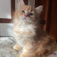 Gatti Siberiani