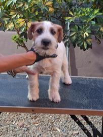 Jack russell terrier