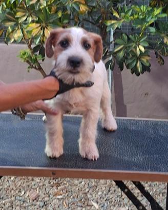 Jack russell terrier