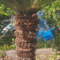 cycas