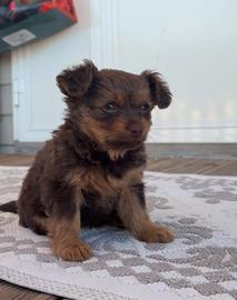 Cagnolino