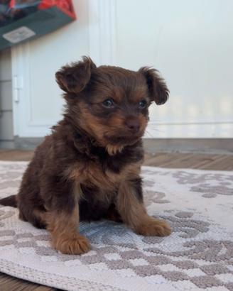 Cagnolino