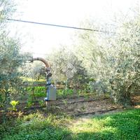 TER. AGRICOLO A POLICORO