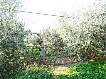 TER. AGRICOLO A POLICORO
