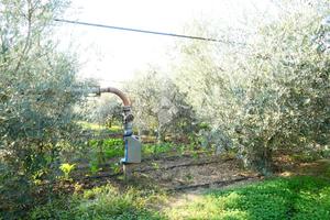 TER. AGRICOLO A POLICORO