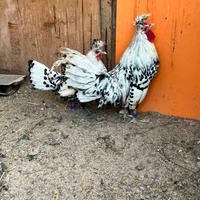 Coppia Appenzeller argento pagliettato nero