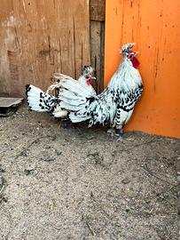 Coppia Appenzeller argento pagliettato nero