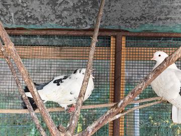 Pavoncelle bianche e nere