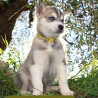 Cuccioli Siberian Husky