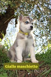 Cuccioli Siberian Husky