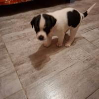Cucciolo piccola taglia