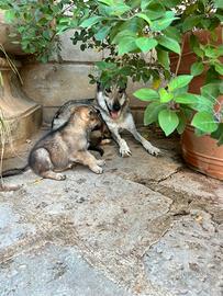 Cane lupo cecoslovacco