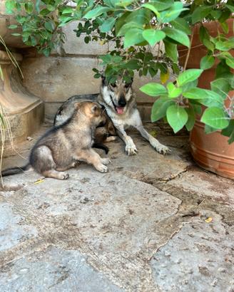 Cane lupo cecoslovacco