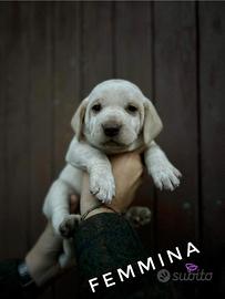 Cuccioli cane simil bracco lagotto