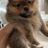 Cuccioli di spitz