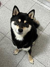 Disponibile Shiba Inu Maschio per accoppiamento