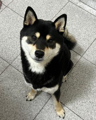 Disponibile Shiba Inu Maschio per accoppiamento