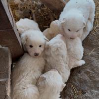 Cuccioli di maremmani