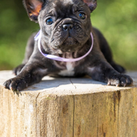 Bulldog francese