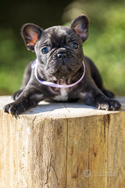Bulldog francese