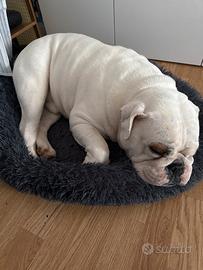 Cucciolo di bulldog