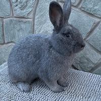 Conigli argentata grande