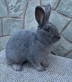 Conigli argentata grande