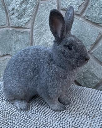 Conigli argentata grande