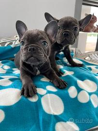Bulldog francese