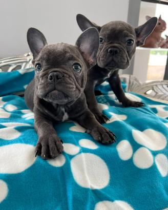 Bulldog francese
