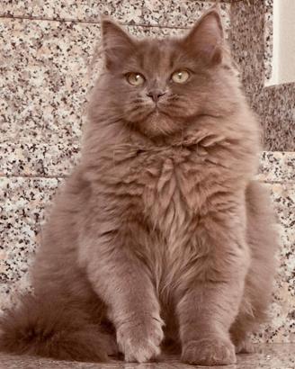 Gatta Siberiana