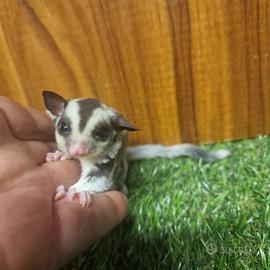 Petauri dello zucchero cuccioli