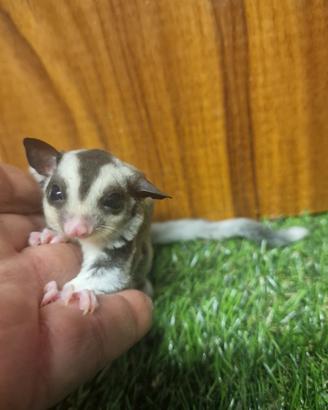 Petauri dello zucchero cuccioli