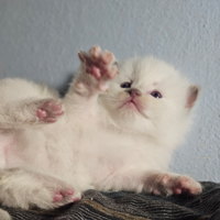 Dolcissima cucciolata ragdoll pedigree Enfi