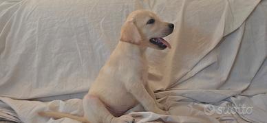 Femminuccia labrador pedigree Enci
