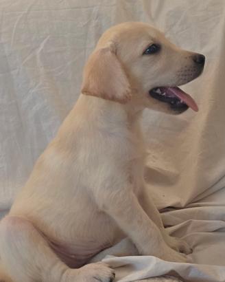 Femminuccia labrador pedigree Enci