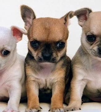 cuccioli di chihuahua toy 